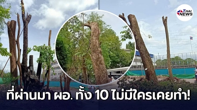 ศิษย์เก่ารับไม่ได้ ต้นไม้ใหญ่ในโรงเรียนชื่อดัง ถูกคำสั่งตัดทิ้งจาก ผอ. ศิษย์เก่ารับไม่ได้ ต้นไม้ใหญ่ในโรงเรียนชื่อดัง ถูกคำสั่งตัดทิ้งจาก ผอ.