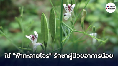 สปสช.ไฟเขียว ใช้เงินกู้ 28.8 ล้าน เบิกจ่าย "ฟ้าทะลายโจร" รักษาผู้ป่วยโควิด
