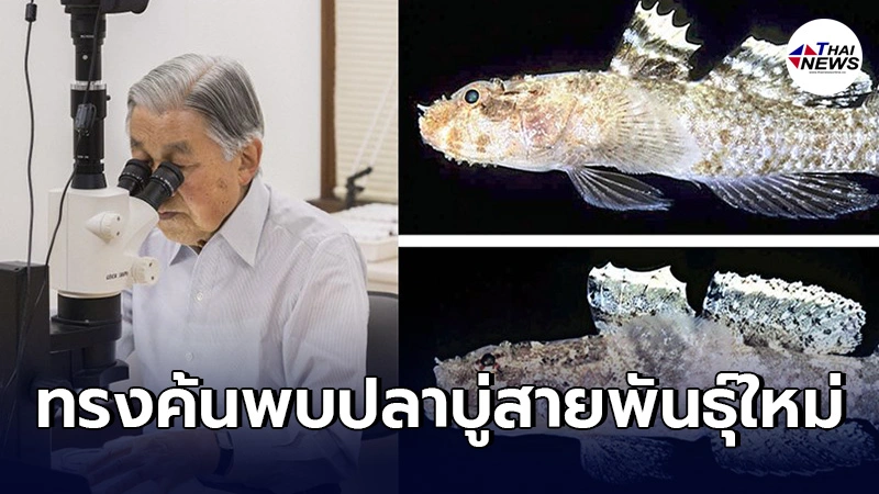 จักรพรรดิอากิฮิโตะ ทรงศึกษาวิจัย ค้นพบปลาบู่สายพันธุ์ใหม่อีก2 สายพันธุ์