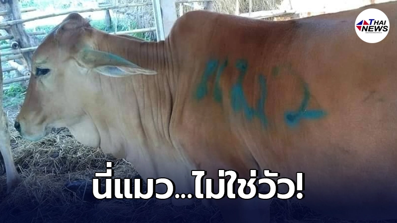เกษตรกรหมดหนทาง แก้เคล็ด! จับ วัว พ่นสเปรย์คำว่า "แมว" หวังป้องกัน ลัมปีสกิน