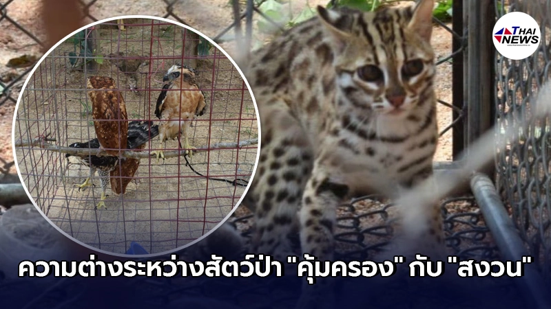 เปิดข้อเปรีบยเทียบ สัตว์ป่าคุ้มครอง กับ สัตว์ป่าสงวน มีความต่างกันอย่างไร เปิดข้อเปรีบยเทียบ สัตว์ป่าคุ้มครอง กับ สัตว์ป่าสงวน มีความต่างกันอย่างไร