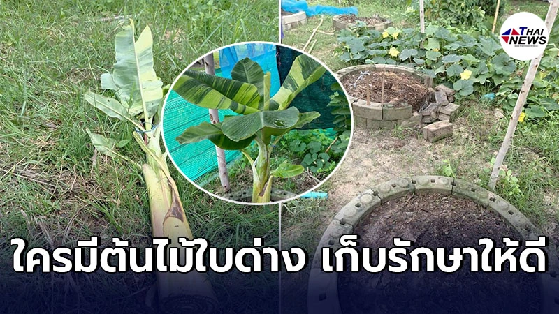 สาวมุกดาหารตั้งรางวัลนำจับ3หมื่น สุดช้ำถูกโจรขโมยกล้วยด่างหาย3ต้น สาวมุกดาหารตั้งรางวัลนำจับ3หมื่น สุดช้ำถูกโจรขโมยกล้วยด่างหาย3ต้น
