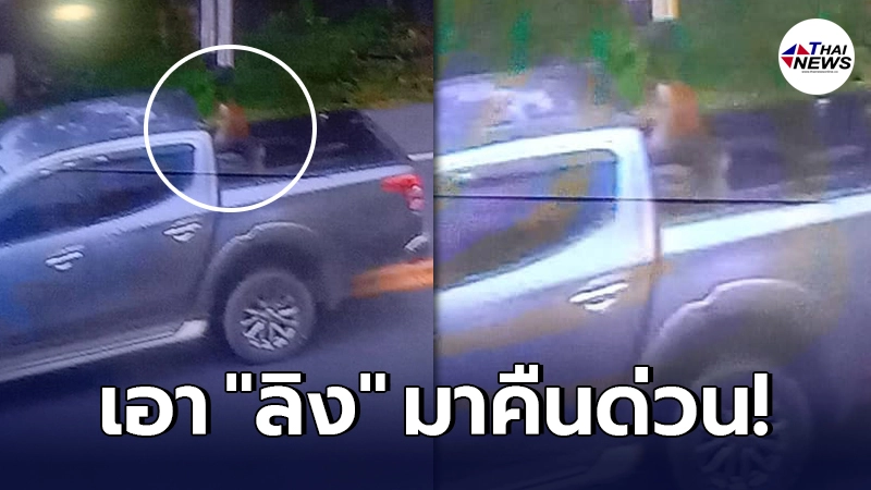 ประกาศตามล่า! "รถกระบะสีบรอนซ์เทา" จอดเอาลิงขึ้นท้าย เตือนรีบกลับใจ