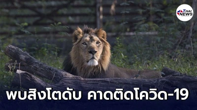 สวนสัตว์ในอินเดียพบ สิงโตเสียชีวิต คาดว่ามีสาเหตุมาจากการติดโควิด-19
