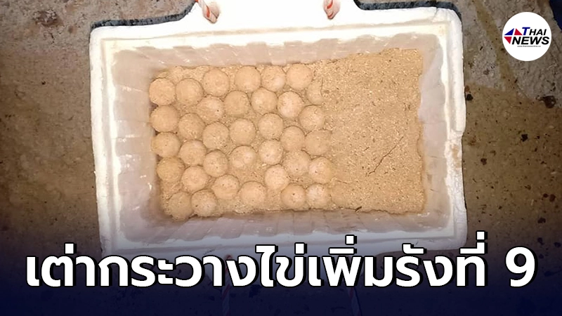 ข่าวดี เต่ากระขึ้นมาวางไข่เพิ่มรังที่ 9 จำนวน 175 ฟอง บริเวณอ่าวในหุบ ข่าวดี เต่ากระขึ้นมาวางไข่เพิ่มรังที่ 9 จำนวน 175 ฟอง บริเวณอ่าวในหุบ