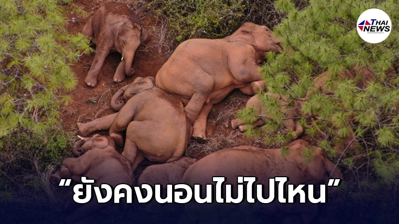 "โขลงช้างป่ายูนนาน"ยังคงชิว เตร็ดเตร่นอนเล่นอยู่ในเมืองอวี้ซี