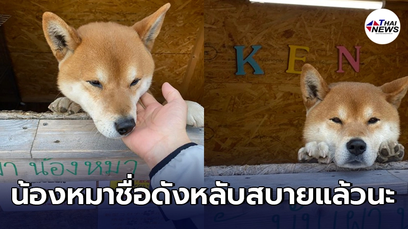 เคนจัง สุนัขพันธุ์ชิบะนั่งเฝ้าร้านมันเผาที่ญี่ปุ่นเสียชีวิตแล้ว เคนจัง สุนัขพันธุ์ชิบะนั่งเฝ้าร้านมันเผาที่ญี่ปุ่นเสียชีวิตแล้ว