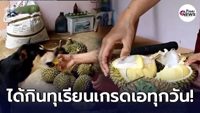 เจ้าถุงเงิน เจ้าของเห็นชอบทุเรียน ไม่ลังเลแกะกก.ละ 500ให้กินเลย