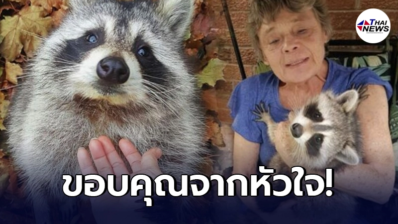 สาวต่างชาติซึ้ง เก็บแรคคูนมาเลี้ยง จนปล่อยคืนป่า ก่อนมันกลับมาเยี่ยมบ้าน