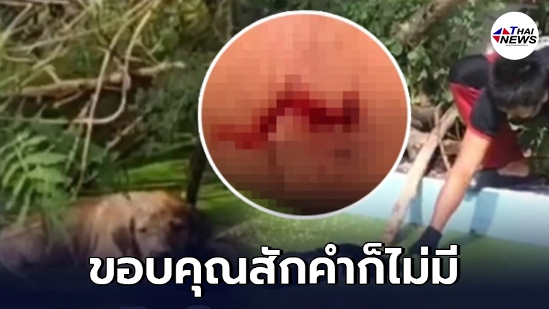 2 ตูบพลัดตกน้ำ จนท. ระดมกำลังช่วย ขึ้นมาได้ ก่อนแว้งกัดส่งท้ายแล้วหนีไป 2 ตูบพลัดตกน้ำ จนท. ระดมกำลังช่วย ขึ้นมาได้ ก่อนแว้งกัดส่งท้ายแล้วหนีไป
