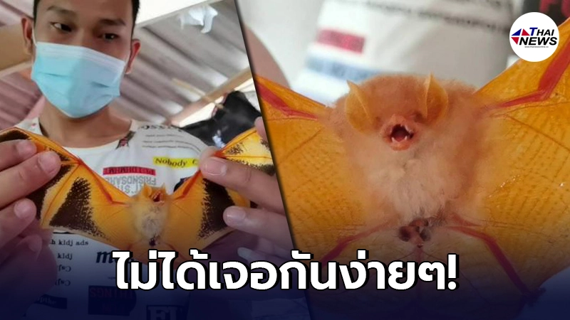 หนุ่มไทยเจอ"ค้างคาวประหลาด"บินเข้าบ้าน ก่อนรู้ความจริง มันหายากมากๆ