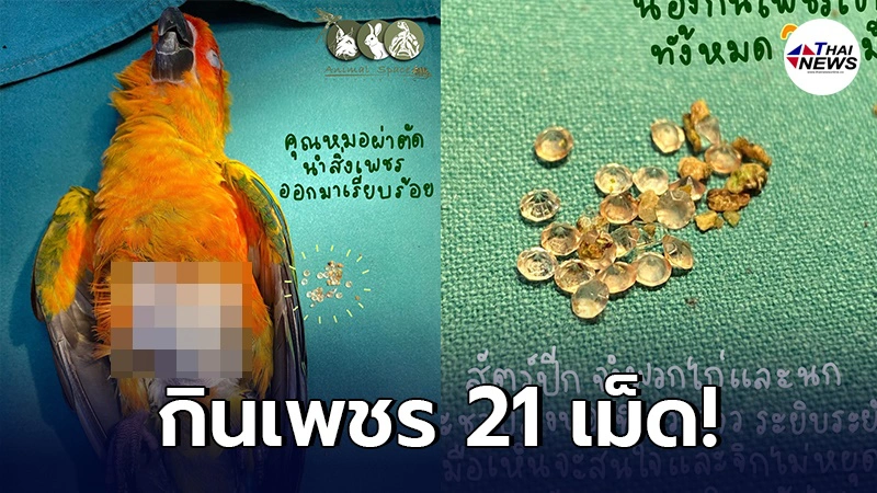 นกจอมซนกินเพชรติดกิ๊บผม 21 เม็ด สัตวแพทย์ต้องรีบช่วยผ่าตัดจนปลอดภัย นกจอมซนกินเพชรติดกิ๊บผม 21 เม็ด สัตวแพทย์ต้องรีบช่วยผ่าตัดจนปลอดภัย