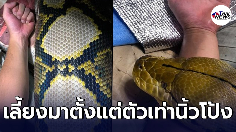 ฮือฮาหนุ่มญี่ปุ่น โชว์งูเหลือม สัตว์เลี้ยงแสนรัก ผ่านไป 5 ปี ตัวใหญ่เกินแขน