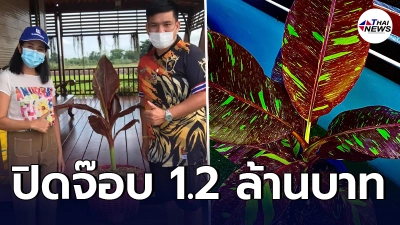 สูงไปอีก หนุ่มปิดจ๊อบ กล้วยแดงอินโด 2 ต้น  ราคา 1.2 ล้านบาท