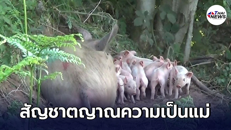 แม่หมูท้องแก่หนีออกจากฟาร์มเพาะเลี้ยง ไปออกลูกในป่า 9 ตัว