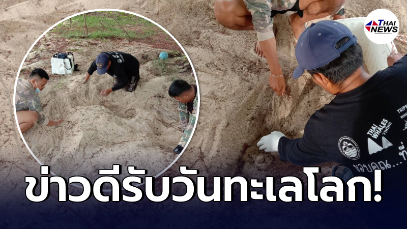 อช.อ่าวสยาม พบหลุมเต่าโผล่วางไข่อีก 1 นับได้ 108 ฟอง รวมเป็น 6 รังแล้ว อช.อ่าวสยาม พบหลุมเต่าโผล่วางไข่อีก 1 นับได้ 108 ฟอง รวมเป็น 6 รังแล้ว