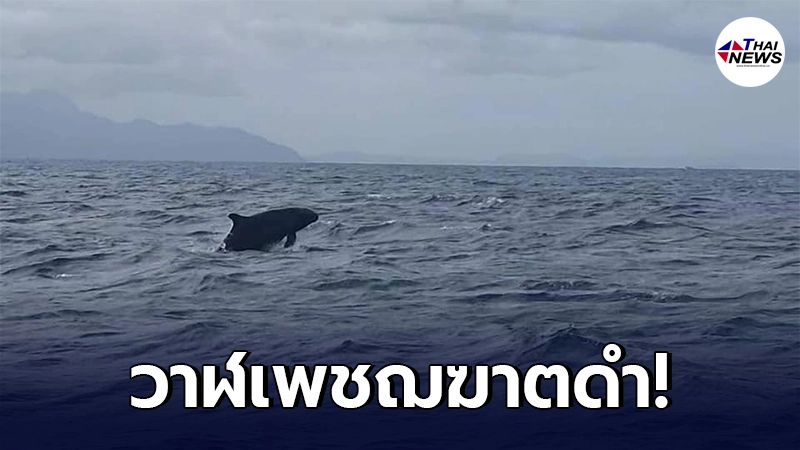 เผยคลิป "ฝูงวาฬเพชฌฆาตดำ" ว่ายโชว์ตัวขณะเจ้าหน้าที่ออกลาดตระเวน เผยคลิป "ฝูงวาฬเพชฌฆาตดำ" ว่ายโชว์ตัวขณะเจ้าหน้าที่ออกลาดตระเวน