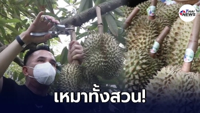 นักธุรกิจใจบุญ เหมาสวนทุเรียนเมืองนนท์ 300 กว่าลูก มูลค่ากว่า 1 ล้านบาท