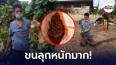ชาวบ้านผวา งูเหลือมยาว 5 เมตร อยู่ในกองขยะ เรียกกู้ภัยมาจับ เจอลูกอีก 33 ตัว ชาวบ้านผวา งูเหลือมยาว 5 เมตร อยู่ในกองขยะ เรียกกู้ภัยมาจับ เจอลูกอีก 33 ตัว