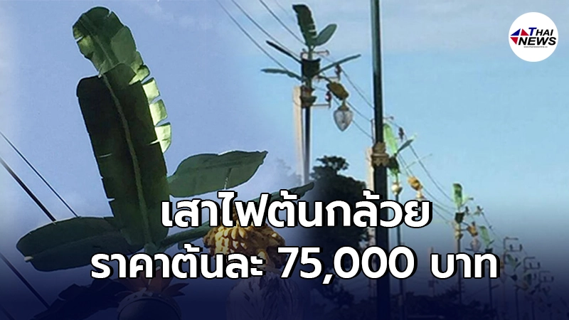 โผล่ไม่หยุด เสาไฟต้นกล้วย อยู่ในเขตสำนักงานเทศบาลแท้ๆ แต่ดับสนิท โผล่ไม่หยุด เสาไฟต้นกล้วย อยู่ในเขตสำนักงานเทศบาลแท้ๆ แต่ดับสนิท