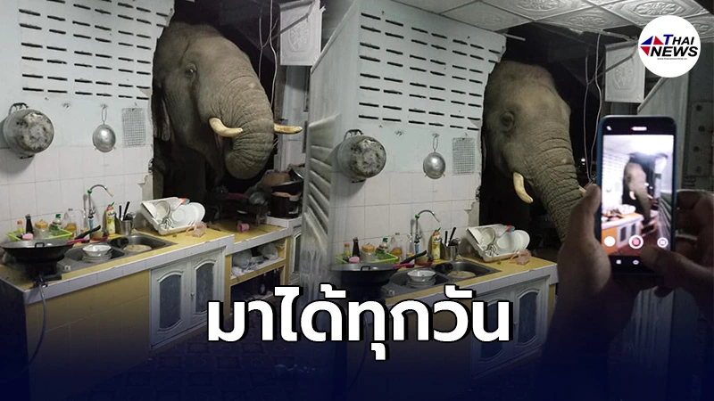 ช้างป่าหิวกลางดึก บุกบ้านโผล่เข้าไปในห้องครัวหาของกิน ช้างป่าหิวกลางดึก บุกบ้านโผล่เข้าไปในห้องครัวหาของกิน