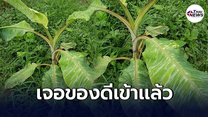 หนุ่มเหมือนเจอขุมทรัพย์ โพสต์ถามใช่กล้วยด่างไหมครับ เจอในดงหญ้าแถวบ้าน หนุ่มเหมือนเจอขุมทรัพย์ โพสต์ถามใช่กล้วยด่างไหมครับ เจอในดงหญ้าแถวบ้าน