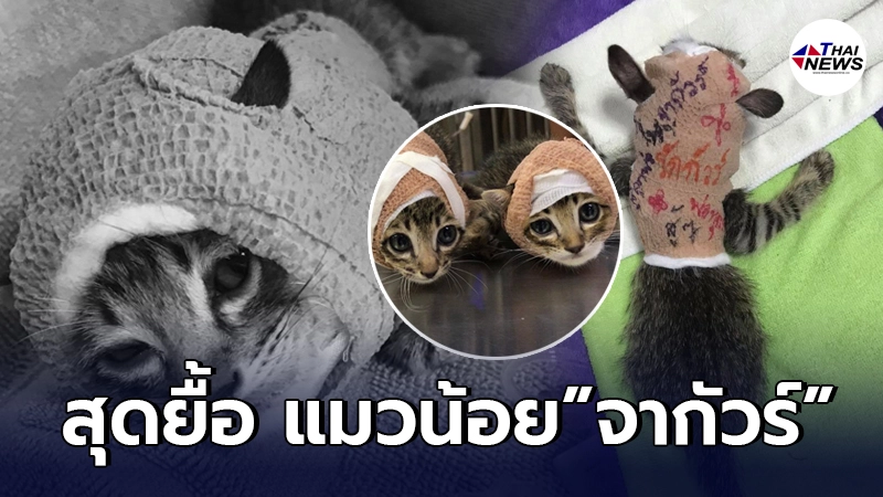 สุดยื้อ "จากัวร์" ลูกแมวน้อยนักสู้เสียชีวิตแล้ว ทำทาสแมวใจสลาย