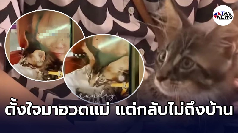 คลิปสุดท้ายในเก๋งสวิฟต์ น.ส.วรรณกานต์ นั่งอุ้มเเมวสุดที่รัก"เจ้าลูสก้า" คลิปสุดท้ายในเก๋งสวิฟต์ น.ส.วรรณกานต์ นั่งอุ้มเเมวสุดที่รัก"เจ้าลูสก้า"