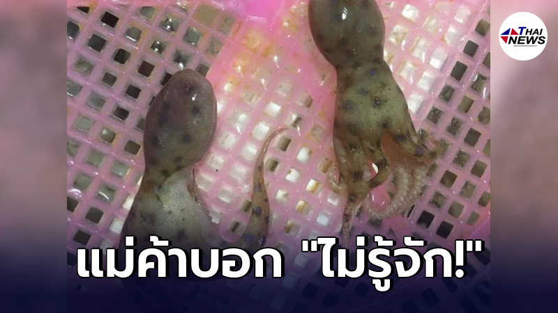 ลูกค้าสาวไปซื้ออาหารทะเล เจอปลาหมึก สีแปลกตาในกระบะ ถามแม่ค้า "ไม่รู้จัก" ลูกค้าสาวไปซื้ออาหารทะเล เจอปลาหมึก สีแปลกตาในกระบะ ถามแม่ค้า "ไม่รู้จัก"