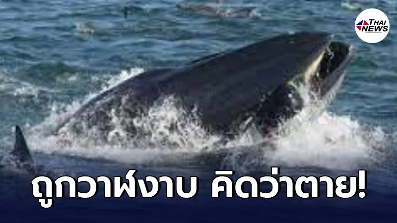 หนุ่มเล่านาทีระทึก ถูกวาฬงาบ ในใจพร้อมสู่ขิต แต่กลับโดนถุยออกมา หนุ่มเล่านาทีระทึก ถูกวาฬงาบ ในใจพร้อมสู่ขิต แต่กลับโดนถุยออกมา
