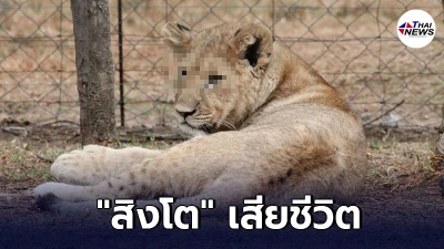 สวนสัตว์อินเดียพบ สิงโต เสียชีวิต สาเหตุมาจากการติดโควิด-19