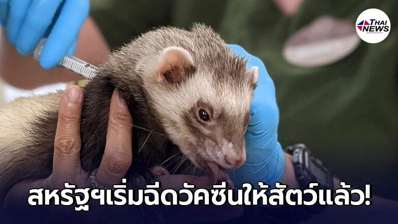 ใส่ใจทุกชีวิต"สหรัฐฯ"เริ่มฉีดวัคซีนโควิด-19ให้เหล่าน้องสัตว์แล้ว ใส่ใจทุกชีวิต"สหรัฐฯ"เริ่มฉีดวัคซีนโควิด-19ให้เหล่าน้องสัตว์แล้ว