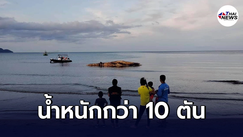 ชาวบ้านพบซาก"วาฬบรูด้า"ลอยอยู่ใกล้เกาะทะลุ ยาว12เมตร หนักกว่า10ตัน ชาวบ้านพบซาก"วาฬบรูด้า"ลอยอยู่ใกล้เกาะทะลุ ยาว12เมตร หนักกว่า10ตัน