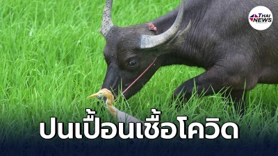 ตรวจพบ "เนื้อควายแช่แข็ง" ส่งตรงจากอินเดีย ปนเปื้อนเชื้อโควิด-19