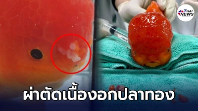 สัตวแพทย์ช่วยต่อชีวิตปลาทอง โชว์ผ่าตัดศัลยกรรมเนื้องอกสุดเนียน สัตวแพทย์ช่วยต่อชีวิตปลาทอง โชว์ผ่าตัดศัลยกรรมเนื้องอกสุดเนียน