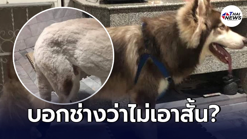 เจ้าของน้ำตาคลอ พาหมาไปอาบน้ำ ตัดขน บอกช่างว่าไม่เอาสั้น เจ้าของน้ำตาคลอ พาหมาไปอาบน้ำ ตัดขน บอกช่างว่าไม่เอาสั้น