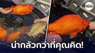 สหรัฐฯ เตือน อย่าปล่อยปลาทองในทะเลสาบ หลังพบโตได้กว่าที่คิด