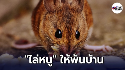 เคล็ดลับ ไล่หนู ให้พ้นบ้านง่ายๆ โดยไม่ต้องทำบาป - ไทยนิวส์ออนไลน์