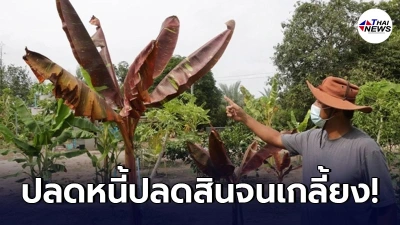 "หนุ่ม" เพาะขายกล้วยด่าง-แดงอินโด เพียงเดือนเดียวล้างหนี้เกลี้ยง!