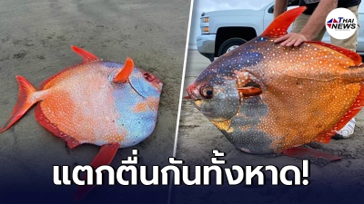 เปิดภาพ ปลาประหลาด สีทูโทนไซส์ยักษ์ หนักกว่า 45 กก. เกยตื้นริมชายหาดสหรัฐฯ เปิดภาพ ปลาประหลาด สีทูโทนไซส์ยักษ์ หนักกว่า 45 กก. เกยตื้นริมชายหาดสหรัฐฯ