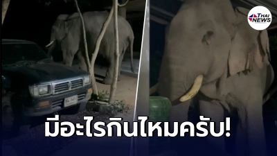 เจ้าของบ้านแตกตื่น แขกไม่ได้รับเชิญ บุกเยี่ยมถึงบ้าน ขออาหารกินกลางดึก