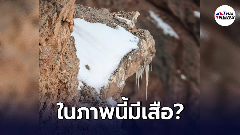 ช่างภาพอินเดีย เผยภาพของเสือบนหน้าผา ทำเอาหลายคนงงตาแตก เสืออยู่ตรงไหน? ช่างภาพอินเดีย เผยภาพของเสือบนหน้าผา ทำเอาหลายคนงงตาแตก เสืออยู่ตรงไหน?
