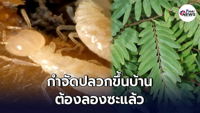 เผยวิธีกำจัดปลวกขึ้นบ้านแบบง่ายๆได้ผลดี  ด้วยน้ำใบขี้เหล็ก