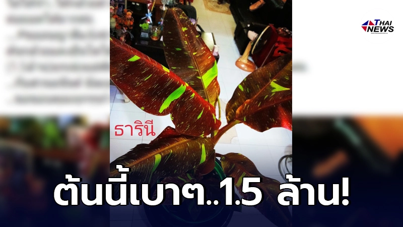 แม่ค้าสาวดีใจตัวโยน ปิดจ๊อบต้นกล้วยแดงอินโด 1 ต้น รับทรัพย์เหนาะๆ 1.5 ล้าน แม่ค้าสาวดีใจตัวโยน ปิดจ๊อบต้นกล้วยแดงอินโด 1 ต้น รับทรัพย์เหนาะๆ 1.5 ล้าน