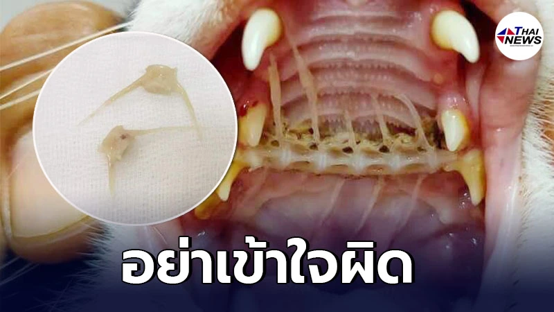 โรงพยาบาลสัตว์ขอนแก่น เผย อย่าให้แมวกินก้างปลา อย่าให้หมากินกระดูก โรงพยาบาลสัตว์ขอนแก่น เผย อย่าให้แมวกินก้างปลา อย่าให้หมากินกระดูก