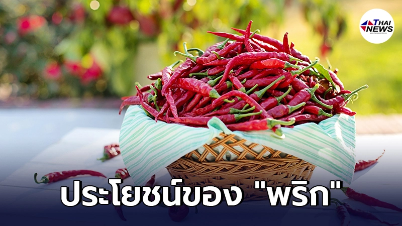 เผย 5 คุณประโยชน์ของ พริก ที่มีต่อร่างกาย - ไทยนิวส์ออนไลน์ เผย 5 คุณประโยชน์ของ พริก ที่มีต่อร่างกาย - ไทยนิวส์ออนไลน์