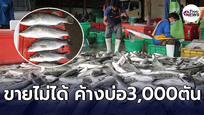 เกษตรกรเลี้ยงปลากระพง วอนช่วยเหลือ พิษโควิดทำทรุด ปลาค้างที่บ่อ3,000ตัน
