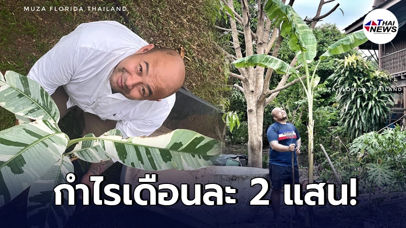 เจ้าของร้านอาหารอ่างทองปิดกิจการผันตัวขายกล้วยด่าง รับเน้นๆเดือนละ 2 แสน เจ้าของร้านอาหารอ่างทองปิดกิจการผันตัวขายกล้วยด่าง รับเน้นๆเดือนละ 2 แสน