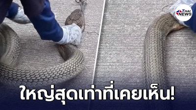 กู้ภัยขนลุก จับงูบองหลายักษ์ ใหญ่สุดเท่าที่เคยเห็น คนเดียวเอาไม่อยู่