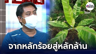 กล้วยด่าง ราคาพุ่งแรงสู่หลักล้าน ทำเจ้าของสวนต้องจ้าง รปภ. ป้องกันคนขโมย